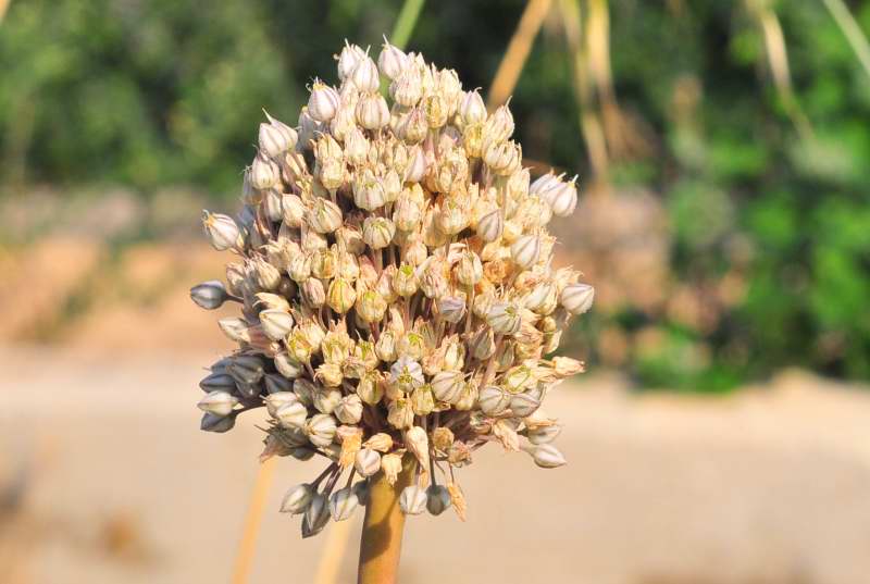 Allium commutatum / Aglio delle isole